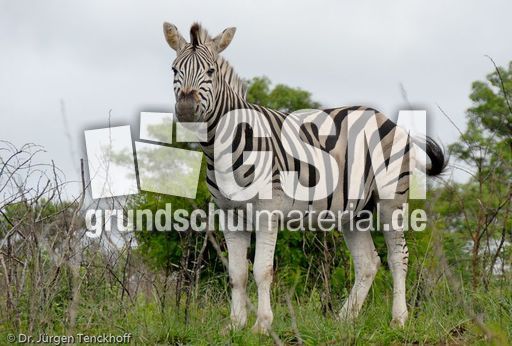 Zebra (22 von 28).jpg